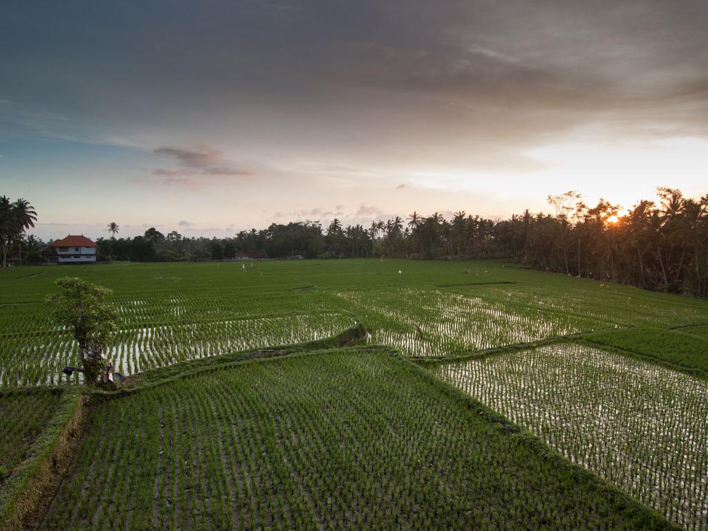 Semanggi Cottage Ubud Oda fotoğraf